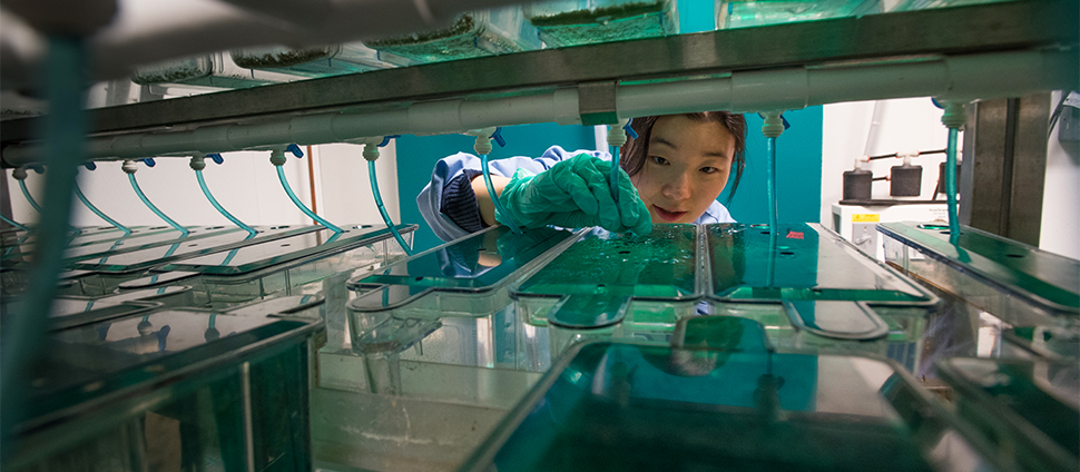 Student in Michael Barresi's lab