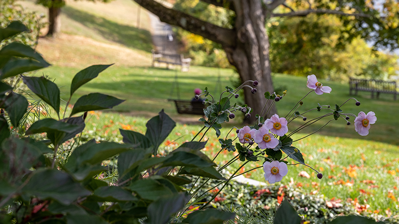 fall campus scene with purple flowers