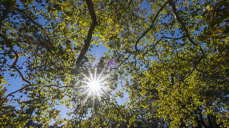 Looking up at leaves and sky