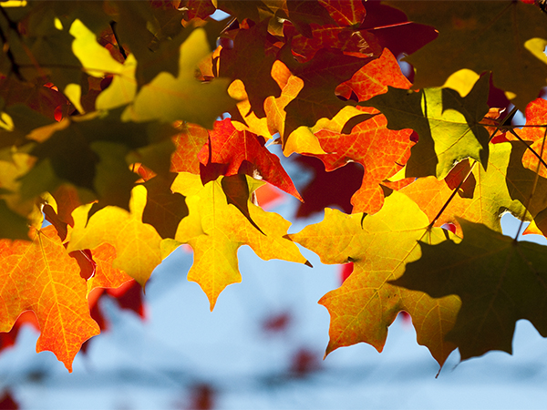 Photo of fall leaves on campus