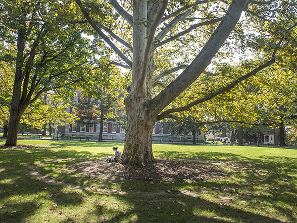 Photo of a student studying under a tree on campus