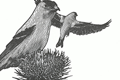 Ada Limon broadside thumbnail, "The Year of the Goldfinches"