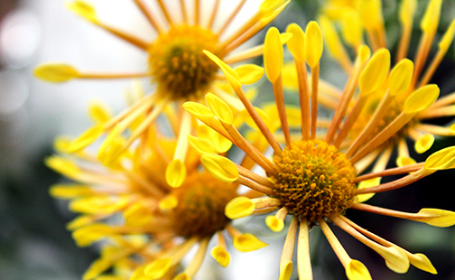 Yellow flower in the annual Mum Show