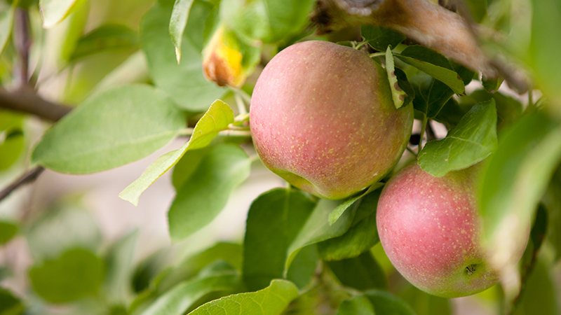 Mountain Day Apples