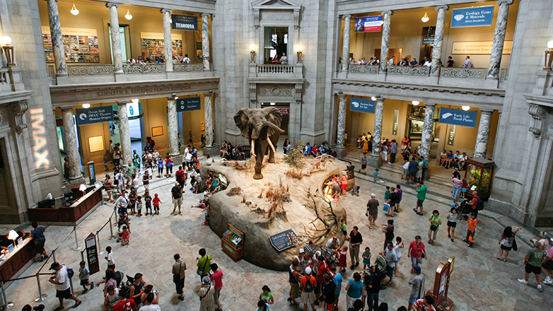 Wide view looking down on Smithsonian National Museum of Natural History's Rotunda Elephant exhibit