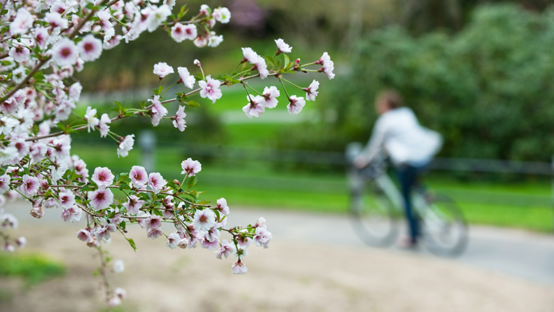 Student riding a bicycle past spring blooms
