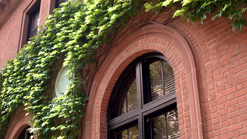 Detail of ivy surrounding the windows on Neilson Library