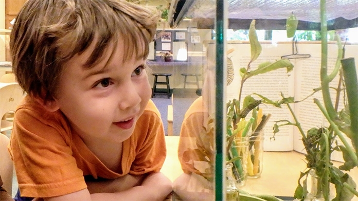 Boy looking at plants in an aquarium