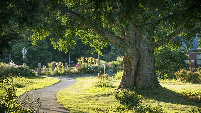 Campus pathway in summertime