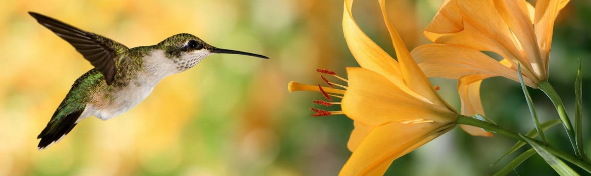 footer hummingbird