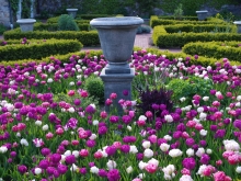 Tulips surrounding a stone urn bordered by square topiaries