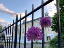 Purple onion flowers against a metal fence. Davis Center in the background