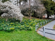 white flowering tree with daffodils under it and a curving path up the hill