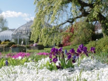 Irises among white flowers with the Lyman conservatory in the background