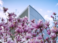 Pink blossoms on a flowering tree in front of the campus center