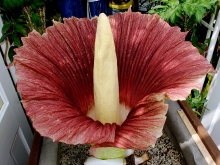 Closeup of the flower of the Titan Arum plant