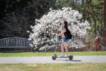 A student on a scooter riding by a flowering white tree on campus