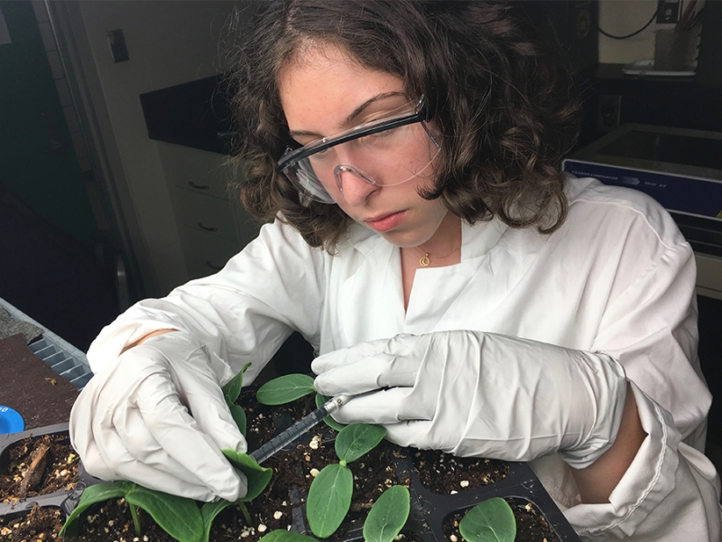 Lara Brown '22 injects bacteria into cucumber leaves to make them glow during a summer research assignment.