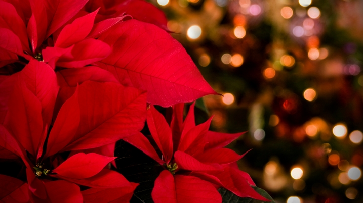 Poinsettias at Christmas Vespers