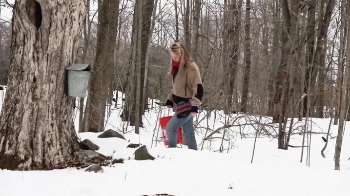 Maple Sugaring at MacLeish Station