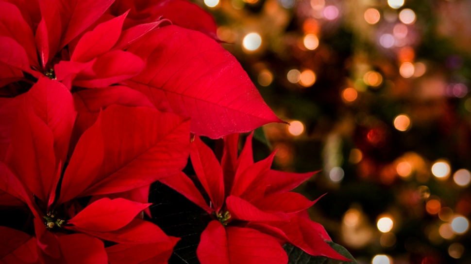 Poinsettias at Christmas Vespers